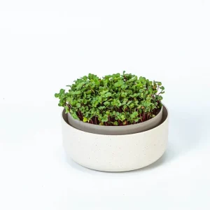 Plastia Microgreens Kiełkownica 16 cm - beżowy Dostępne od ręki