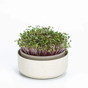 Ekspresowa dostawa Plastia Microgreens Kiełkownica Z Filtrem 16 Cm - Beżowy