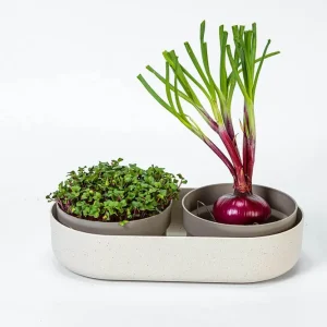 Wysoka jakość Plastia Microgreens Kiełkownica + Pojemnik 30.5 x 16 cm - beżowy